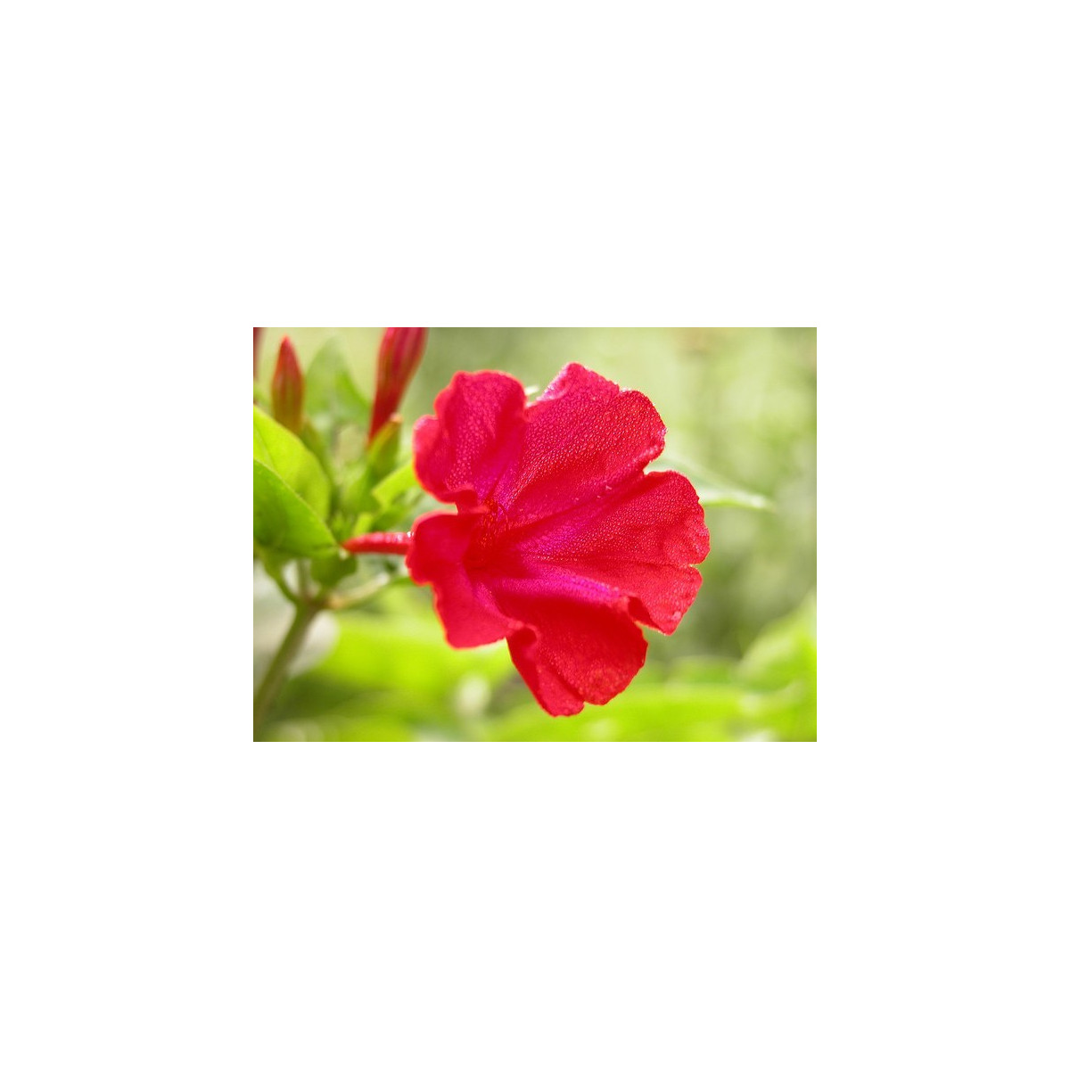Nocovka jalapovitá - červená - Mirabilis Jalapa - semená - 1 g