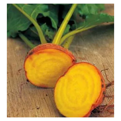 Cvikla šalátová žltá - burpees Golden - predaj semien repy - 1 g