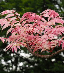 Cesnakovník čínsky - Toona sinensis - semená - 7 ks
