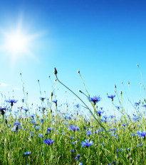 Letničky zmes Záhradný sen v modrom - lúčna zmes - 0,9 g