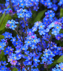 Nezábudka alpínska modrá - Myosotis alpestris - semená - 130 ks