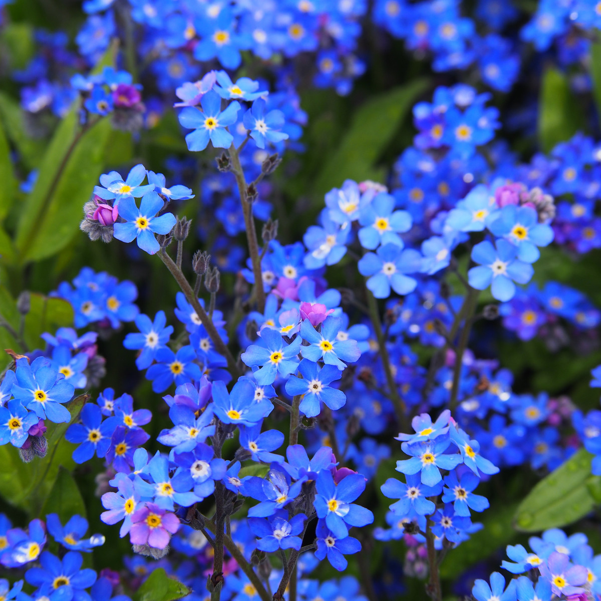 Nezábudka alpínska modrá - Myosotis alpestris - semená - 130 ks