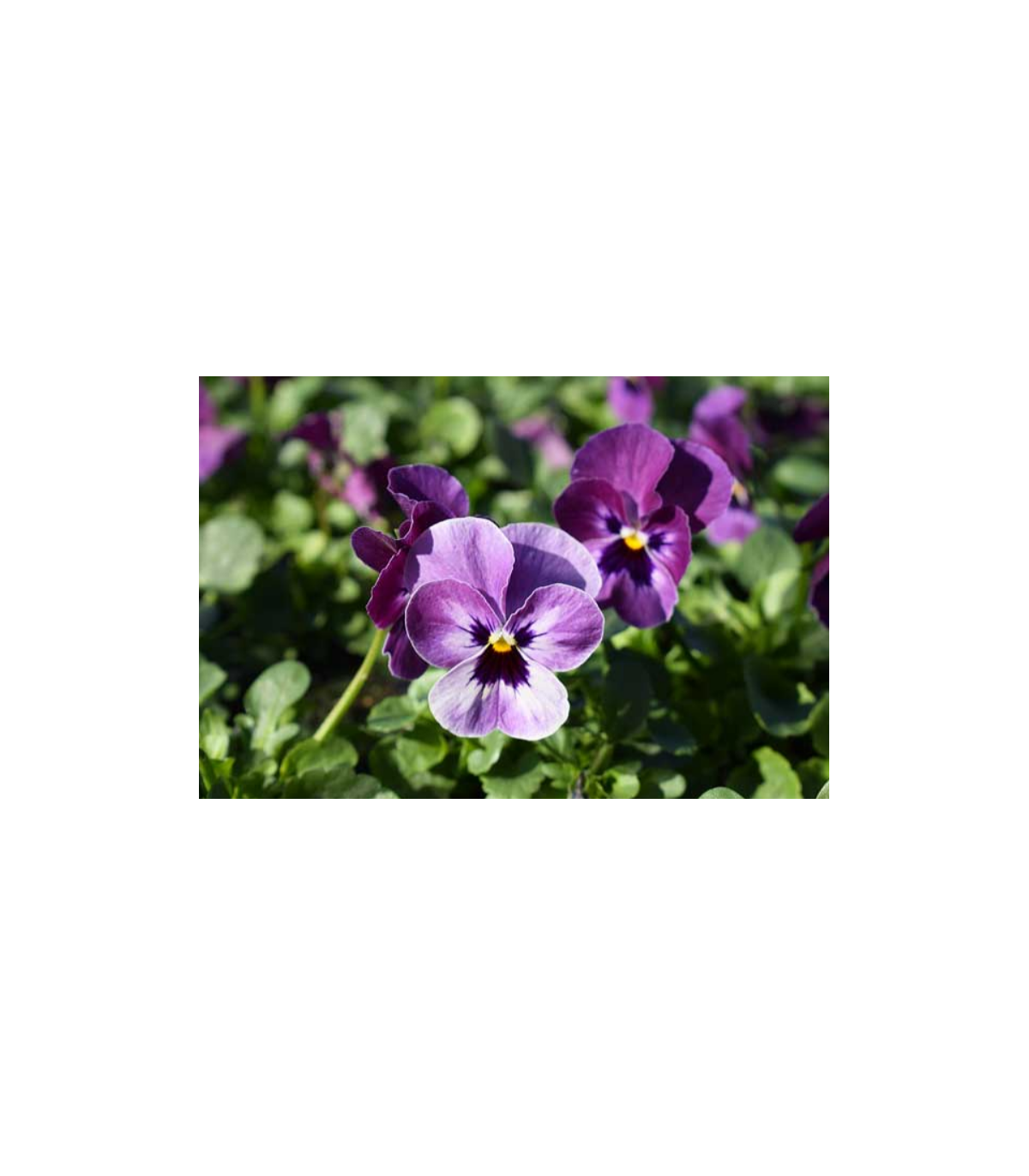 Pelargónia vonná - Attar of Roses - predaj semien muškátov - Pelargonium capitatum - 4 ks