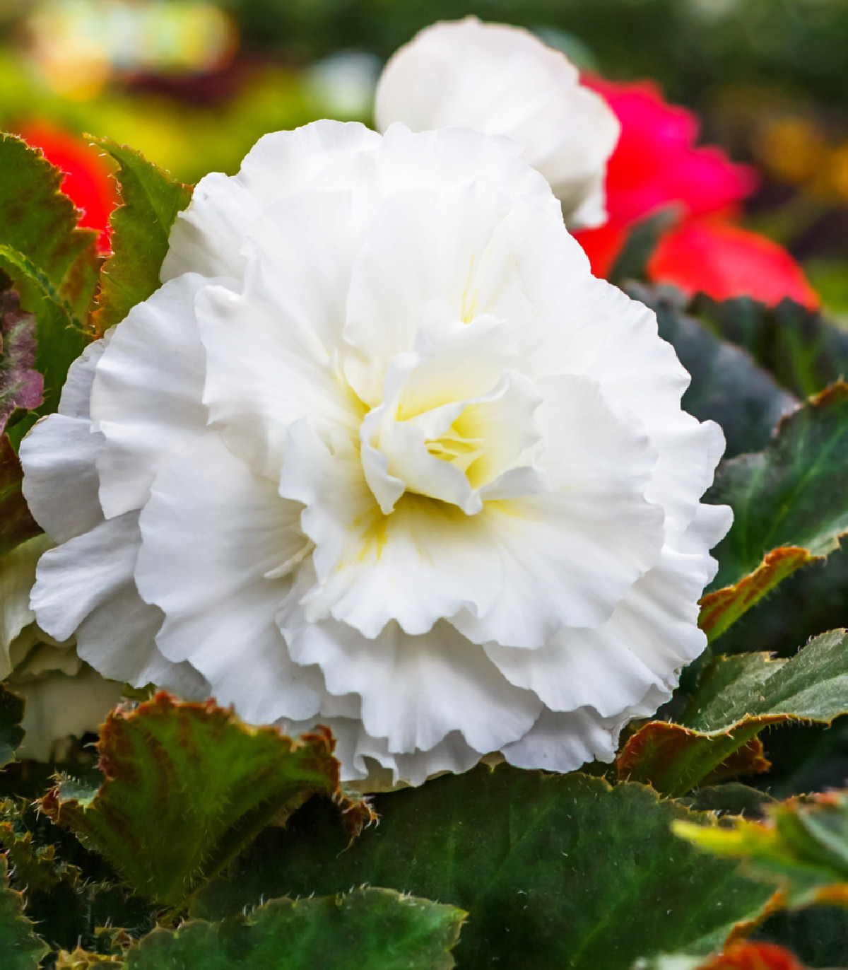 Begónia biela rozstrapkaná - Begonia fimbriata - cibuľoviny - 2 ks
