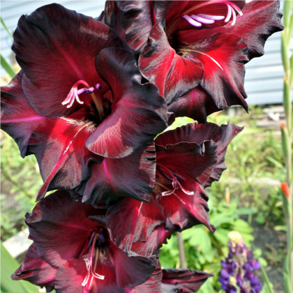 Gladiol Black Star - Gladiolus - cibuľoviny - 3 ks