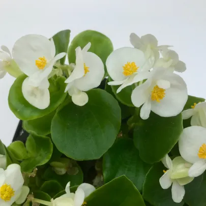 Drobnokvetá begónia biela - Begonia multiflora maxima - cibuľoviny - 2 ks
