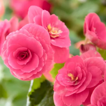 Drobnokvetá begónia ružová - Begonia multiflora maxima - cibuľoviny - 2 ks