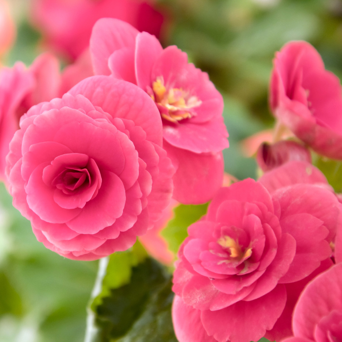 Drobnokvetá begónia ružová - Begonia multiflora maxima - cibuľoviny - 2 ks