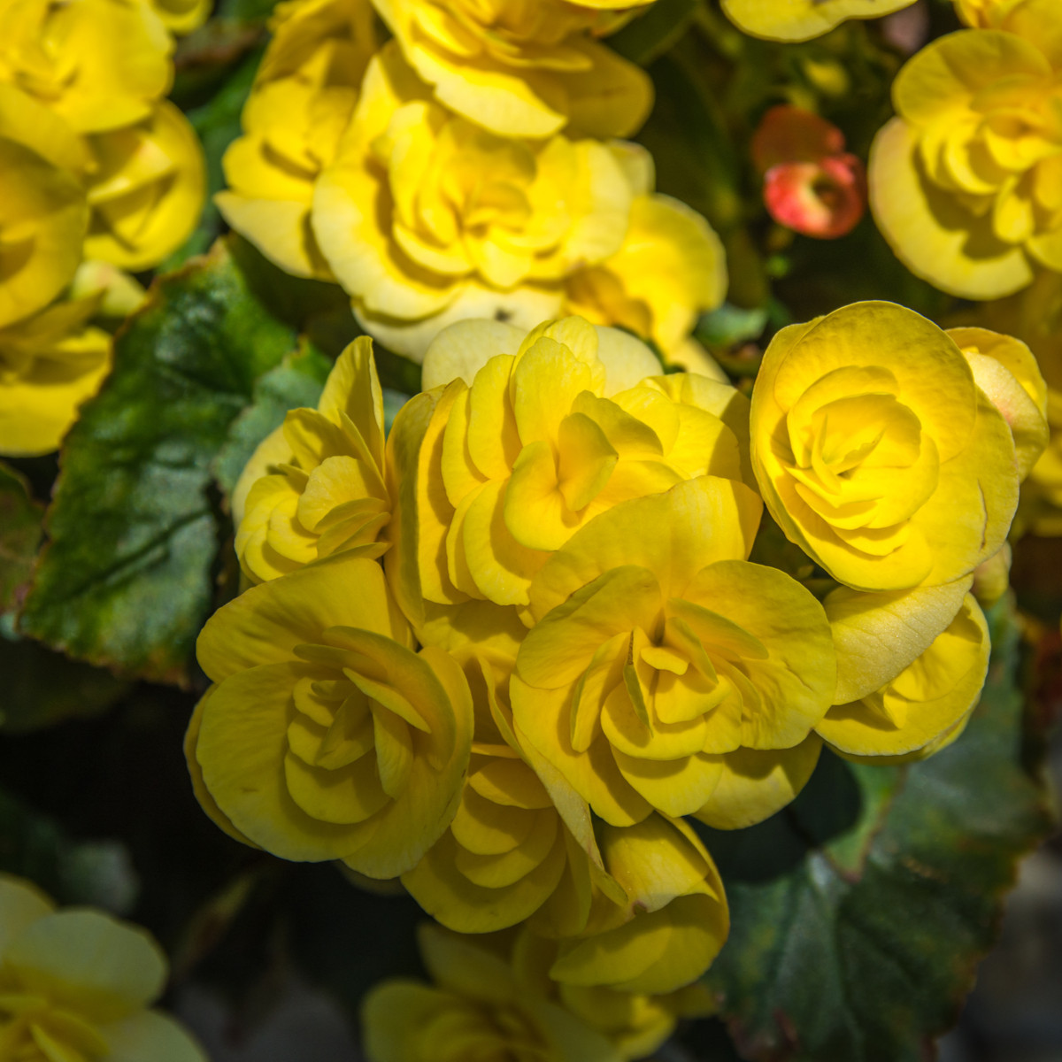 Drobnokvetá begónia žltá - Begonia multiflora maxima - cibuľoviny - 2 ks