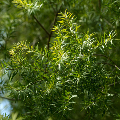 Čajovníkový strom - semená Kajeputu - 50 ks - Kajeput - Melaleuca acuminata
