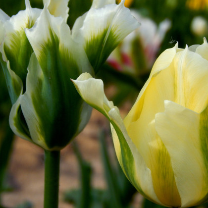 Tulipán Spring green - Tulipa - cibuľoviny - 3 ks