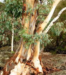 Eukalyptus Pauciflora mrazuvzdorný - semená - 8 ks  - Eucalyptus pauciflora