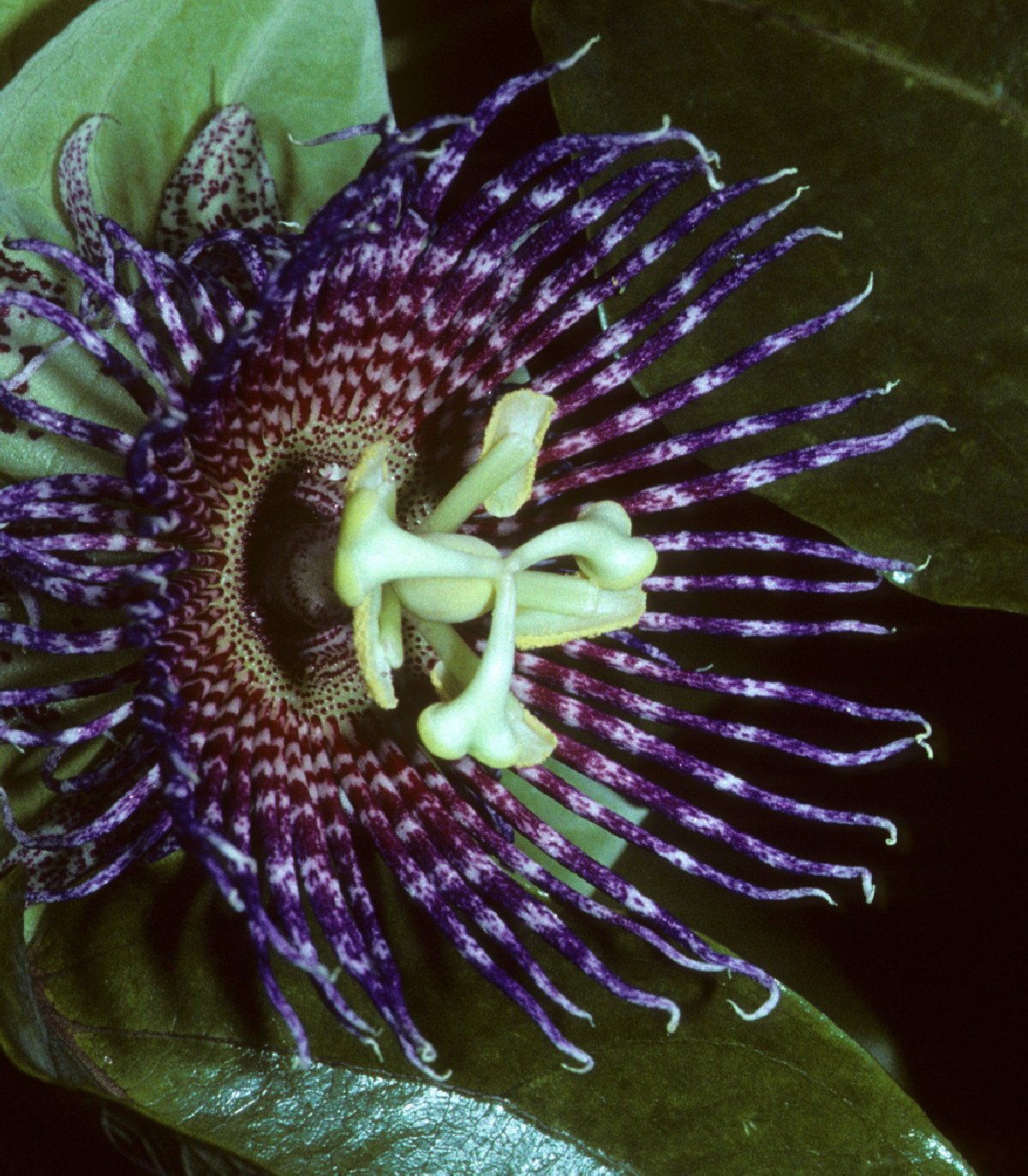 Mučenka maliformis - Passiflora maliformis - semená mučenky - 4 ks