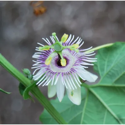 Mučenka morušolistá - Passiflora morifolia - semená - 4 ks