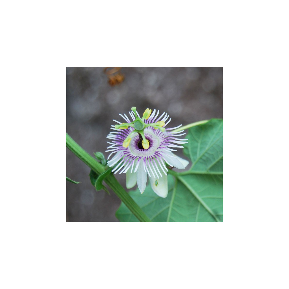 Mučenka morušolistá - Passiflora morifolia - semená - 4 ks