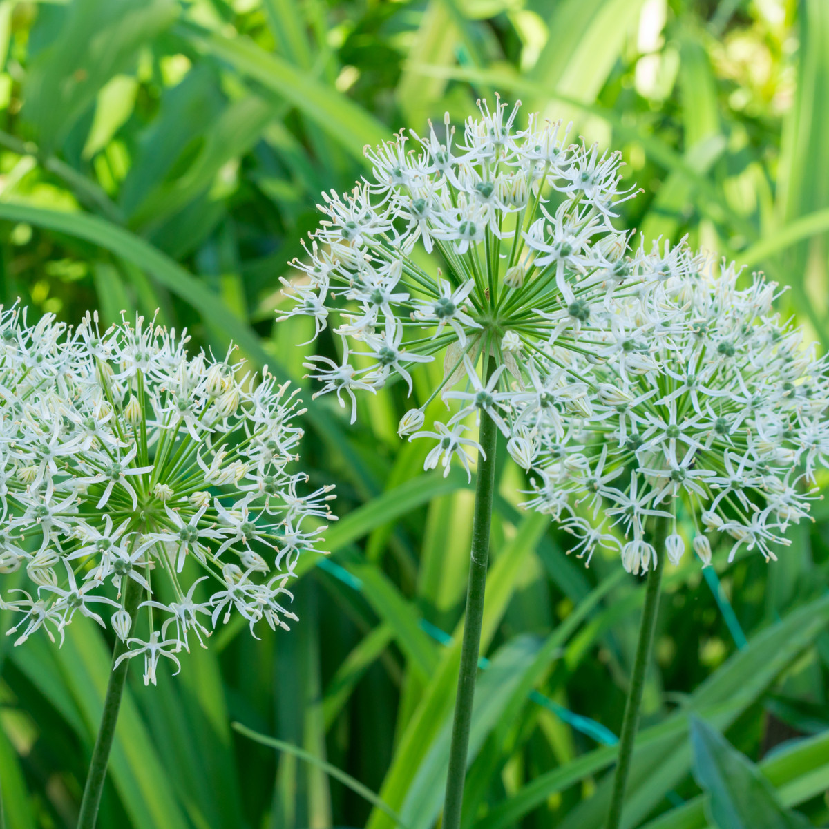 Cesnak Mount Everest - Allium Mount Everest - cibuľoviny - 1 ks