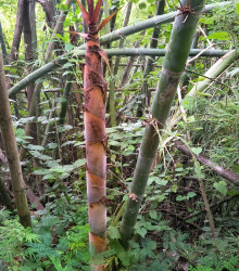 Bambus železný - semena bambusu - 2 ks - Dendrocalamus Strictus