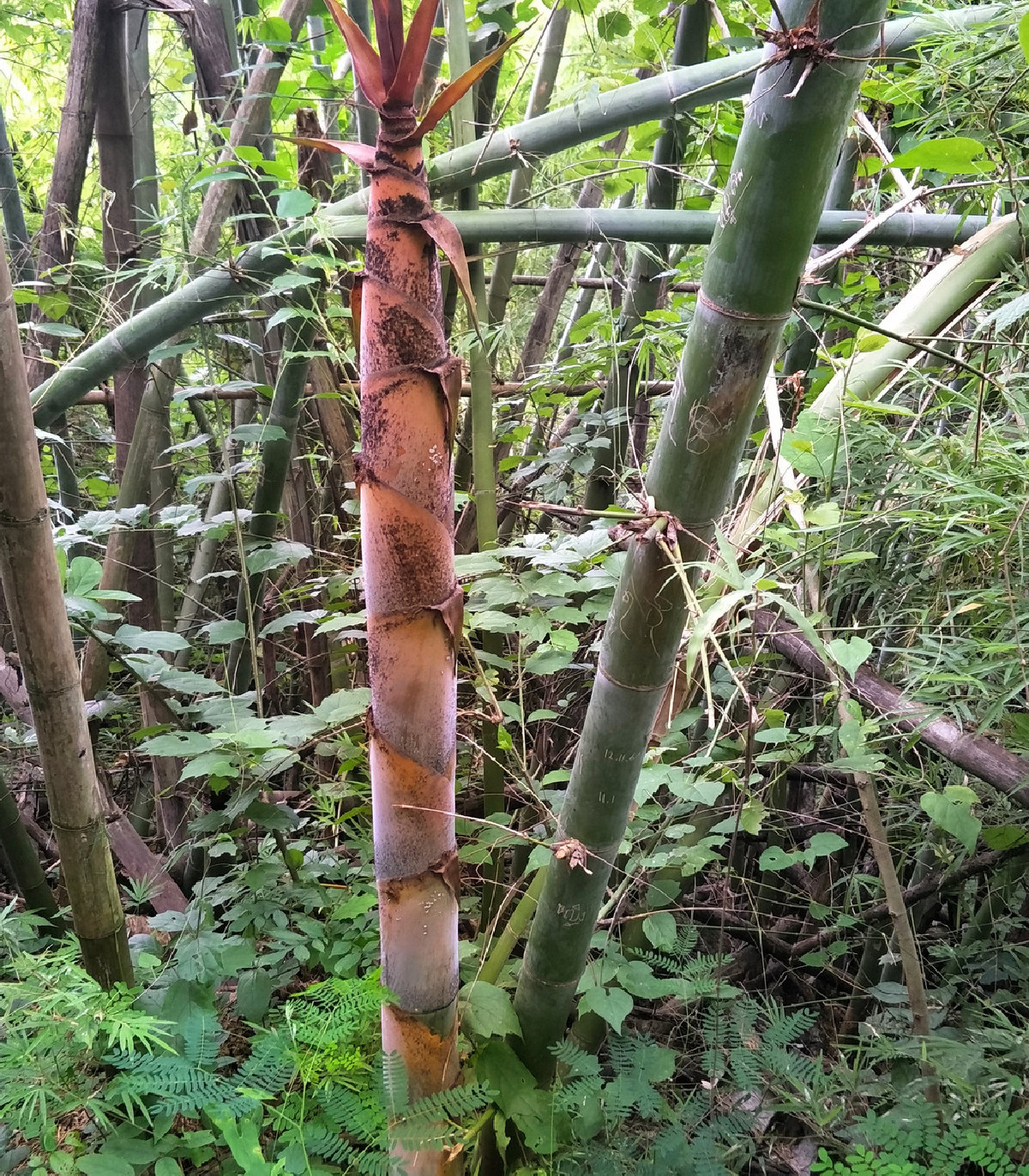Bambus železný – Dendrocalamus Strictus – semená