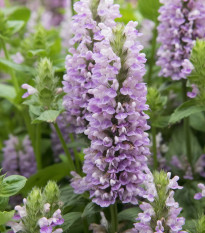 Kocúrnik - Nepeta nervosa - semená - 15 ks