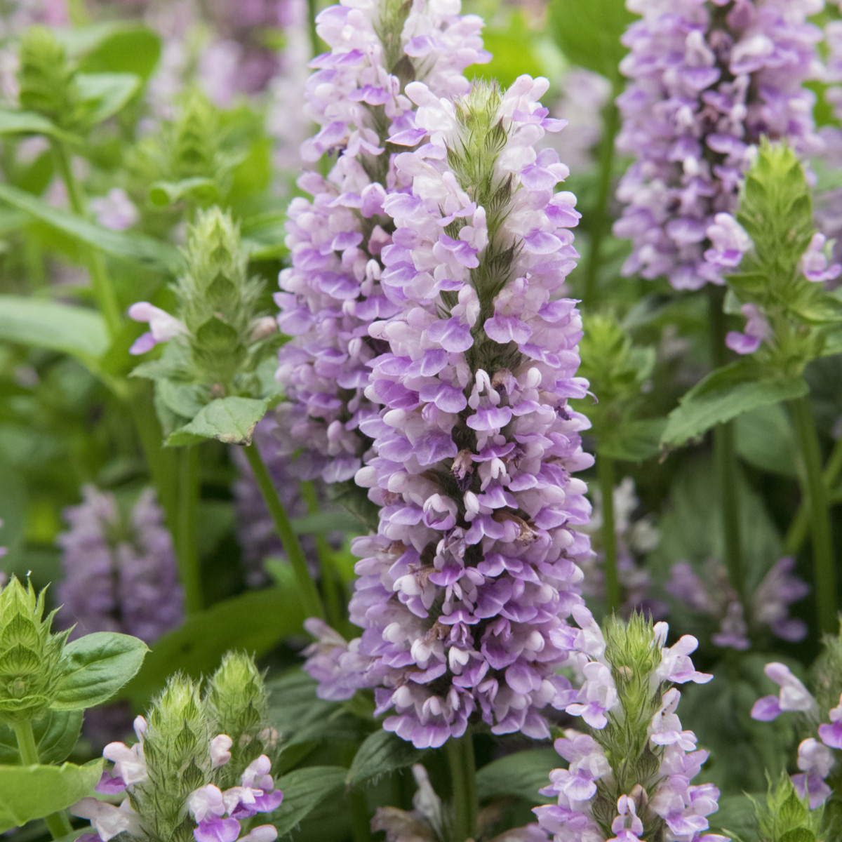 Kocúrnik - Nepeta nervosa - semená - 15 ks