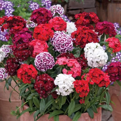Klinček bradatý Sweet William Shakespeare - Dianthus barbatus - semená - 200 ks