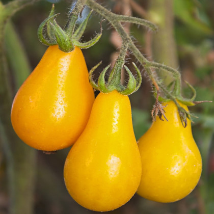 Rajče - Žlutá hruška - semena - 6 ks - Lycopersicon esculentum