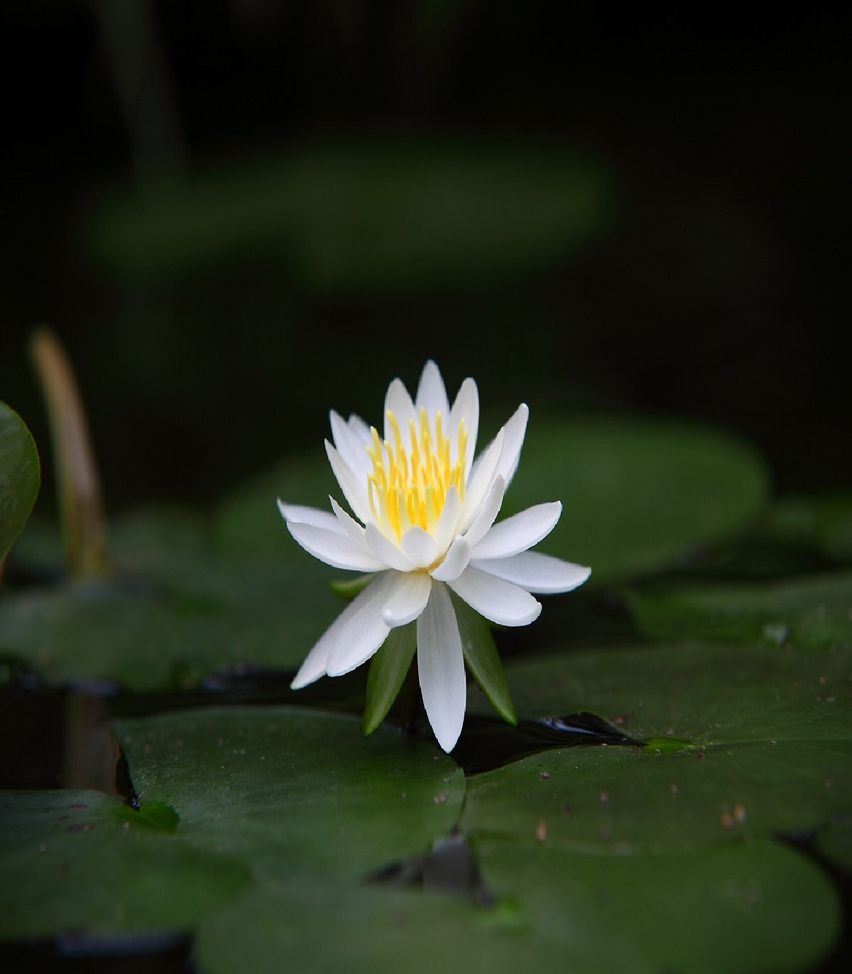 Lotus indický - Nelumbo nucifera - semínko Lotusu - 2ks