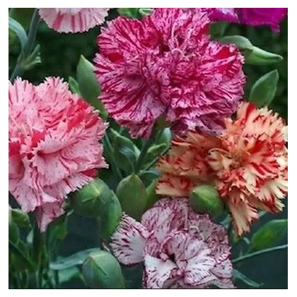 Klinček Karafiát - Mix farieb - Dianthus caryophyllus - semená - 130 ks