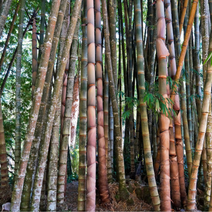 Bambus nejvyšší - prodej semen Bambusu - osivo bambusu - 2 x - Dendrocalamus giganteus