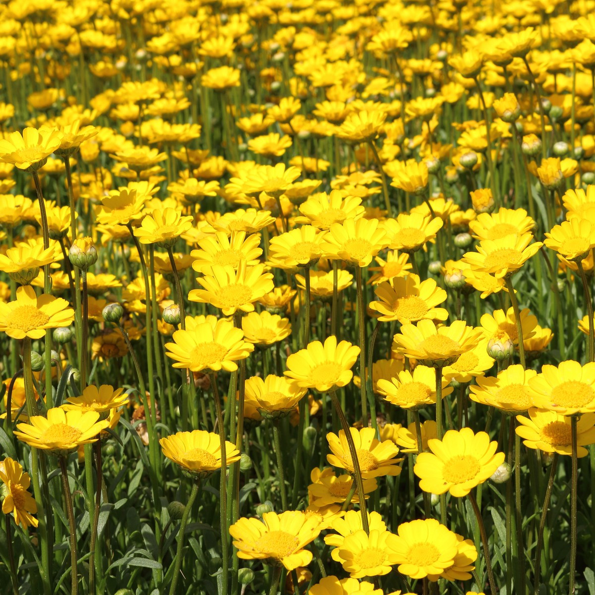 Margaréta nízka zlatožltá - Chrysanthemum multicaule - semená - 0,4 g