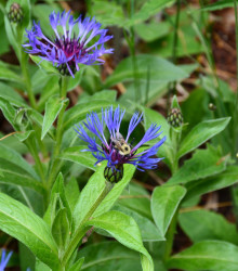 Nevädza lúčna modrá - Centaurea jacea - semená nevädze - 200 ks