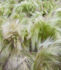 Jačmeň hrivnatý - Hordeum jubatum - semená - 10 ks