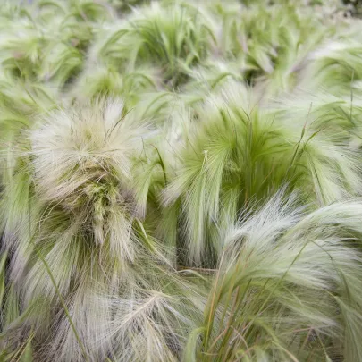 Jačmeň hrivnatý - Hordeum jubatum - semená - 10 ks