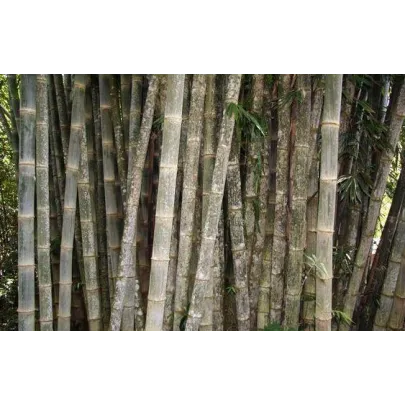 Bambus najvyšší - Dendrocalamus giganteus - semená - 2 ks
