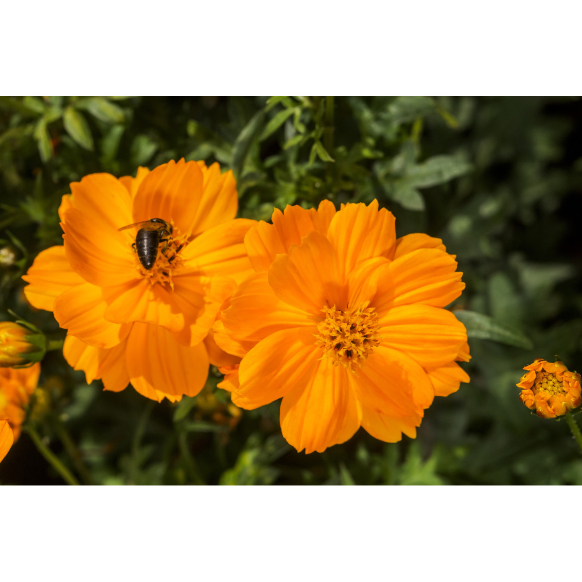 Krasuľka žltá Sunset - Cosmos sulphureus - semená - 40 ks