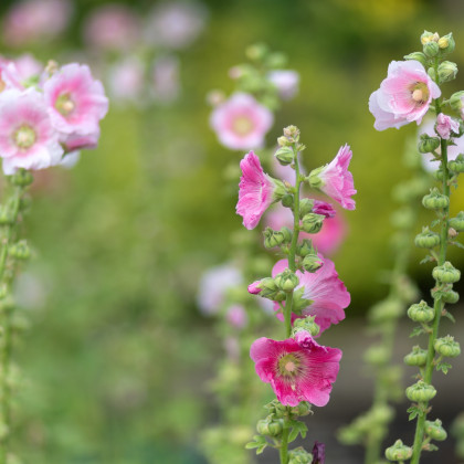 Topoľovka ružová - semená Topoľovky - 40 ks - Alcea rosea