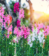 Papuľka najväčšia zmes - Antirrhinum maximum - semená - 400 ks