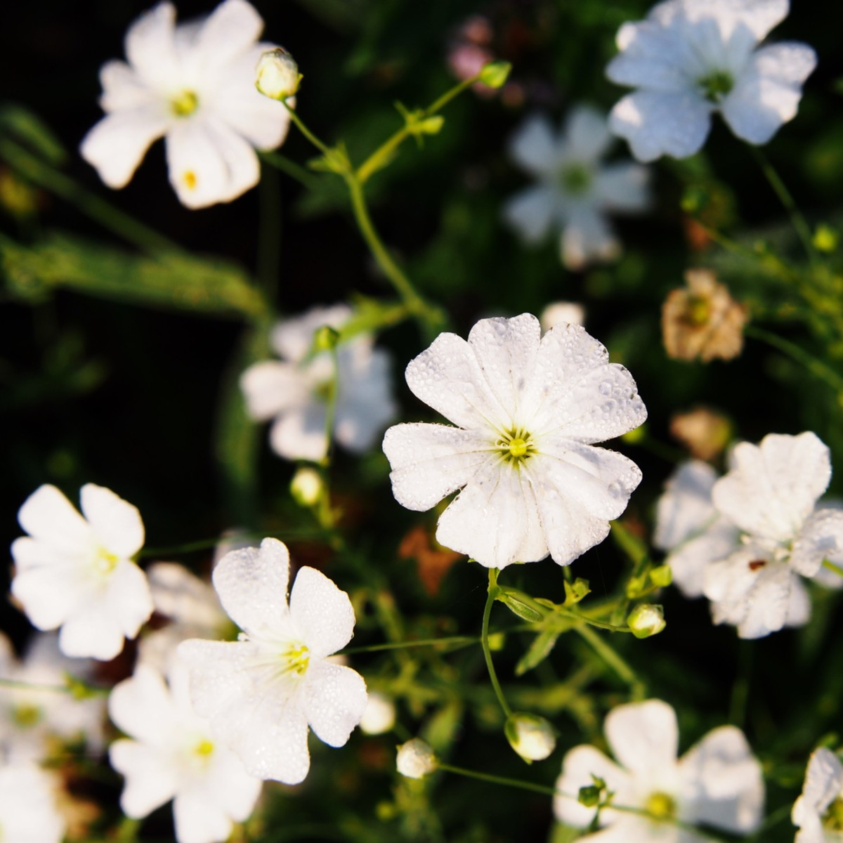 Gypsomilka biela elegantná - Gypsophila elegans - semená - 200 ks