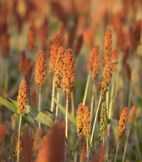 Cirok obyčajný - Sorghum bicolor - semená - 100 ks