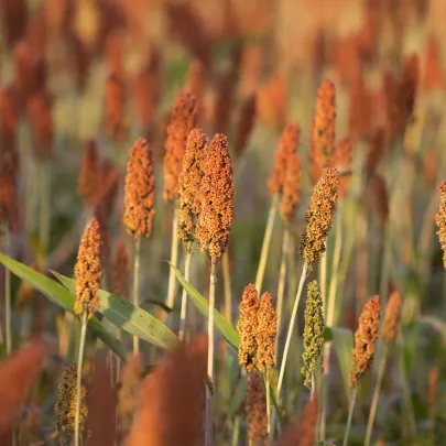 Cirok obyčajný - Sorghum bicolor - semená - 100 ks