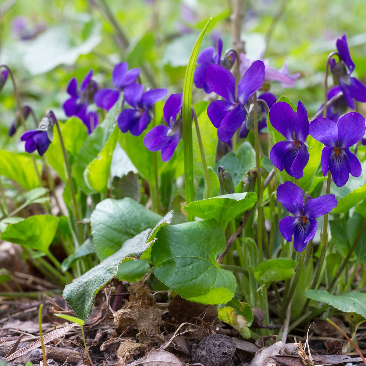 Fialka voňavá Kráľovná Šarlota - Viola odorata - semená - 50 ks