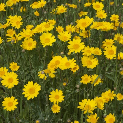 Margaréta osenná Helios - Chrysanthemum segetum - semená - 100 ks