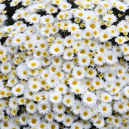 Margaréta biela - Chrysanthemum leucanthemum max - semená margaréty - 0,4 g