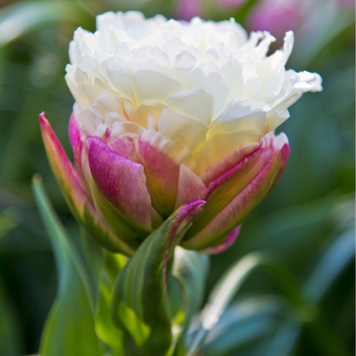 Tulipán Ice Cream - Tulipa - cibuľoviny - 3 ks