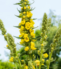 Divozel malokvetý - Verbascum thapus - semená - 150 ks