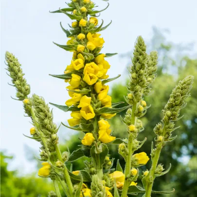 Divozel malokvetý - Verbascum thapus - semená - 150 ks
