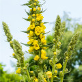 Divozel malokvetý - Verbascum thapus - semená - 150 ks