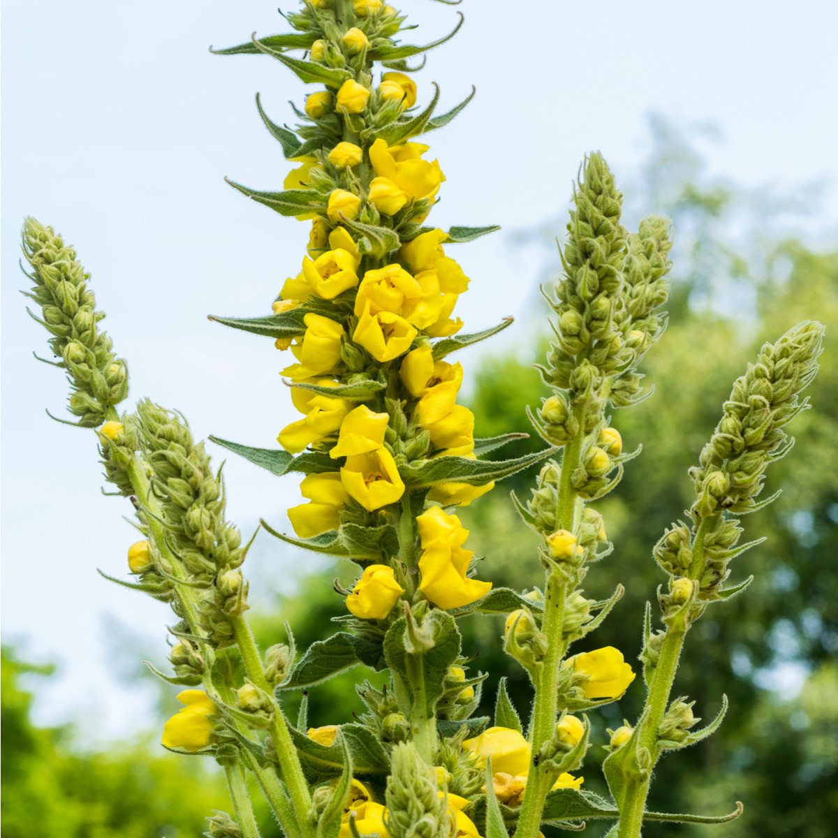 Divozel malokvetý - Verbascum thapus - semená - 150 ks