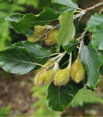 Buk lesný - Fagus sylvatica - semená - 7 ks
