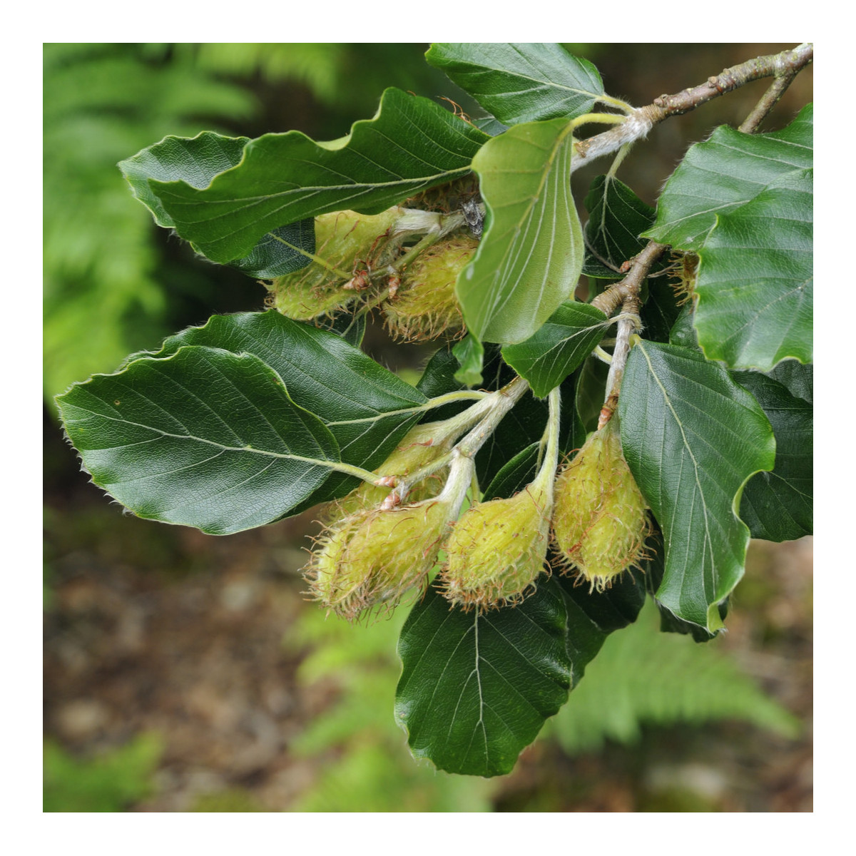 Buk lesný - Fagus sylvatica - semená - 7 ks